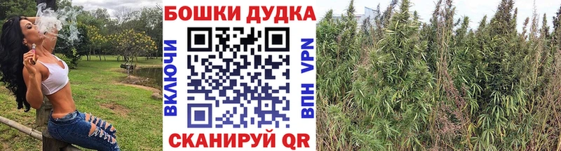Канабис планчик  гидра   Камешково  наркота 